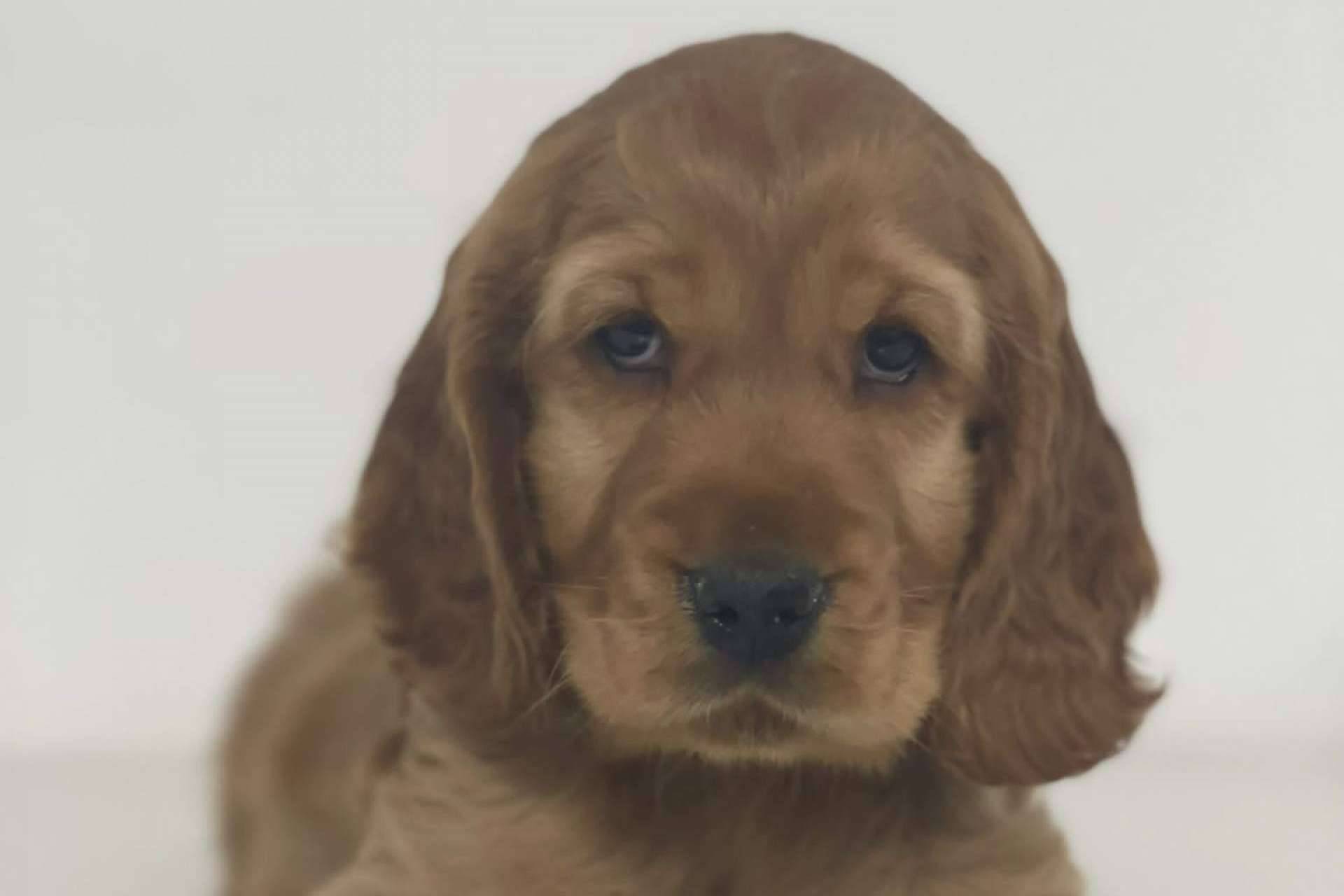 Los colaboradores de La Central Del Cachorro son evaluados para garantizar el buen cuidado de los perros