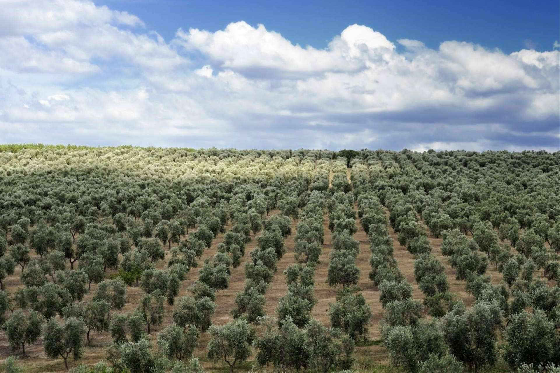 Agrocor ofrece vareadores para recolección olivar