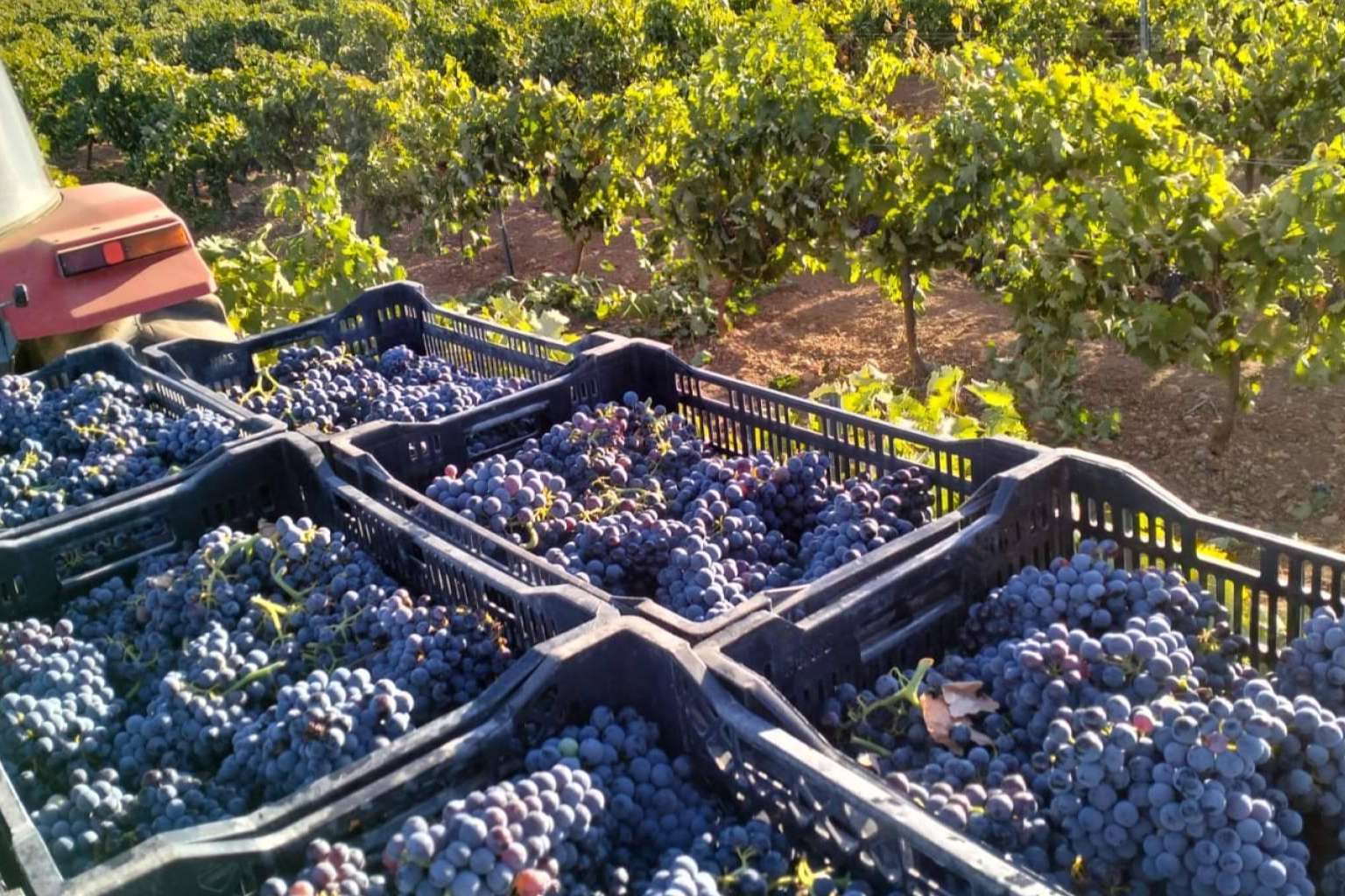 Tinajas de barro de más de 100 años para la elaboración de vinos, con Bodegas Fernández de la Ossa