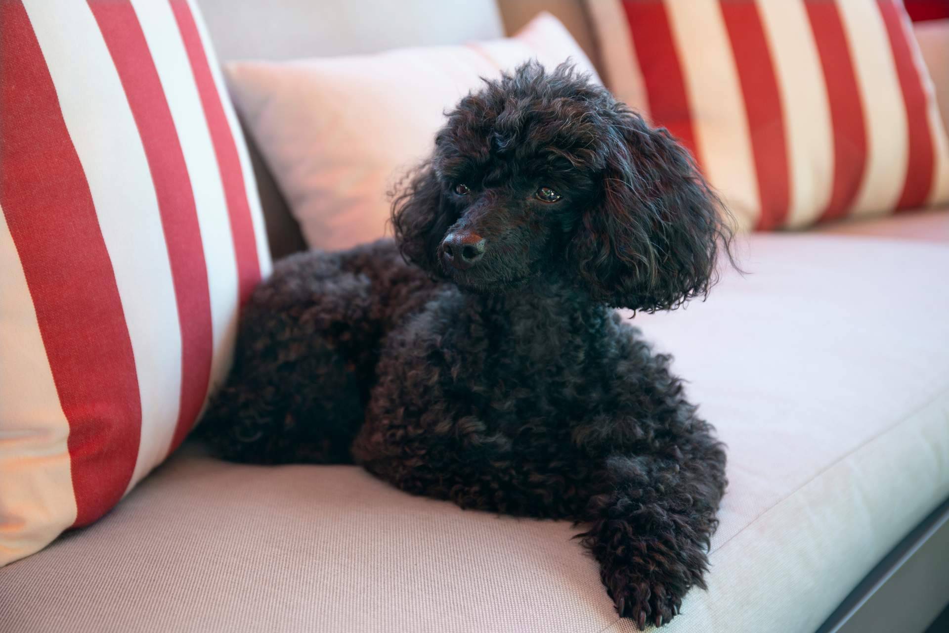 ¿Qué hay que saber acerca de los perros caniches?, de la mano de DeCaniches.com