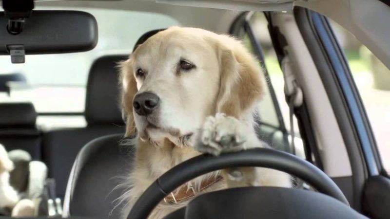 La forma idónea de transportar las mascotas