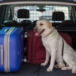DGT: la surrealista multa por llevar a tu perro en el coche 