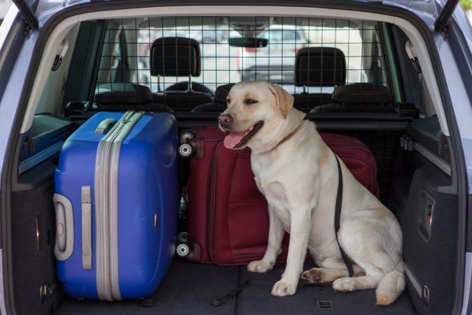 viajar perro coche 5 Merca2.es