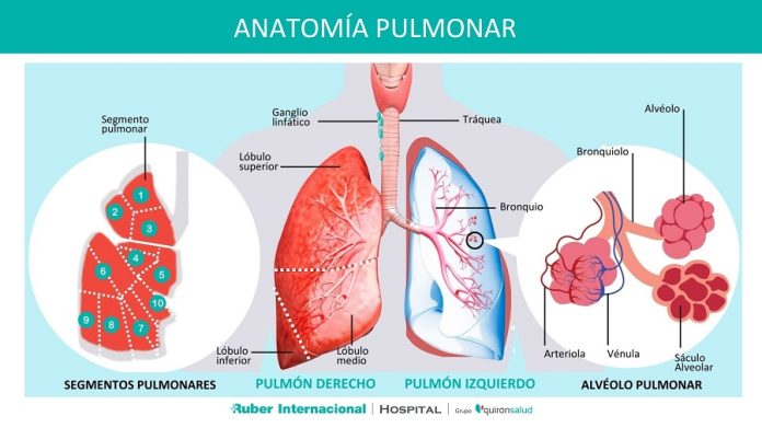 Anatomia pulmonar