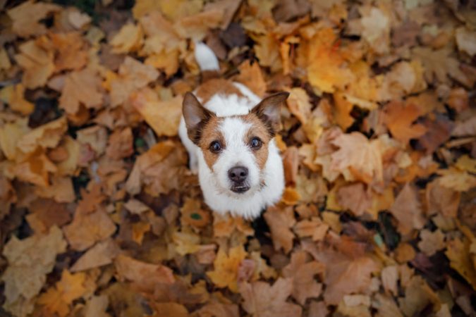 Hund im Herbst scaled e1648478789355 Merca2.es