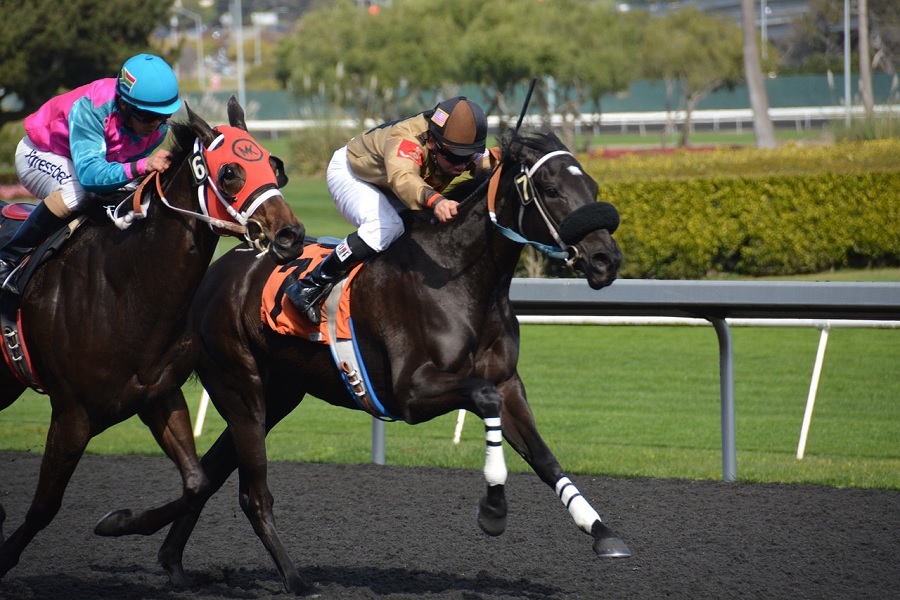 <a></noscript>Deportes con más éxito en las casas de apuestas</a>
