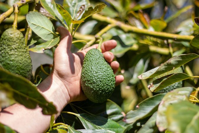 comprar aguacates Merca2.es