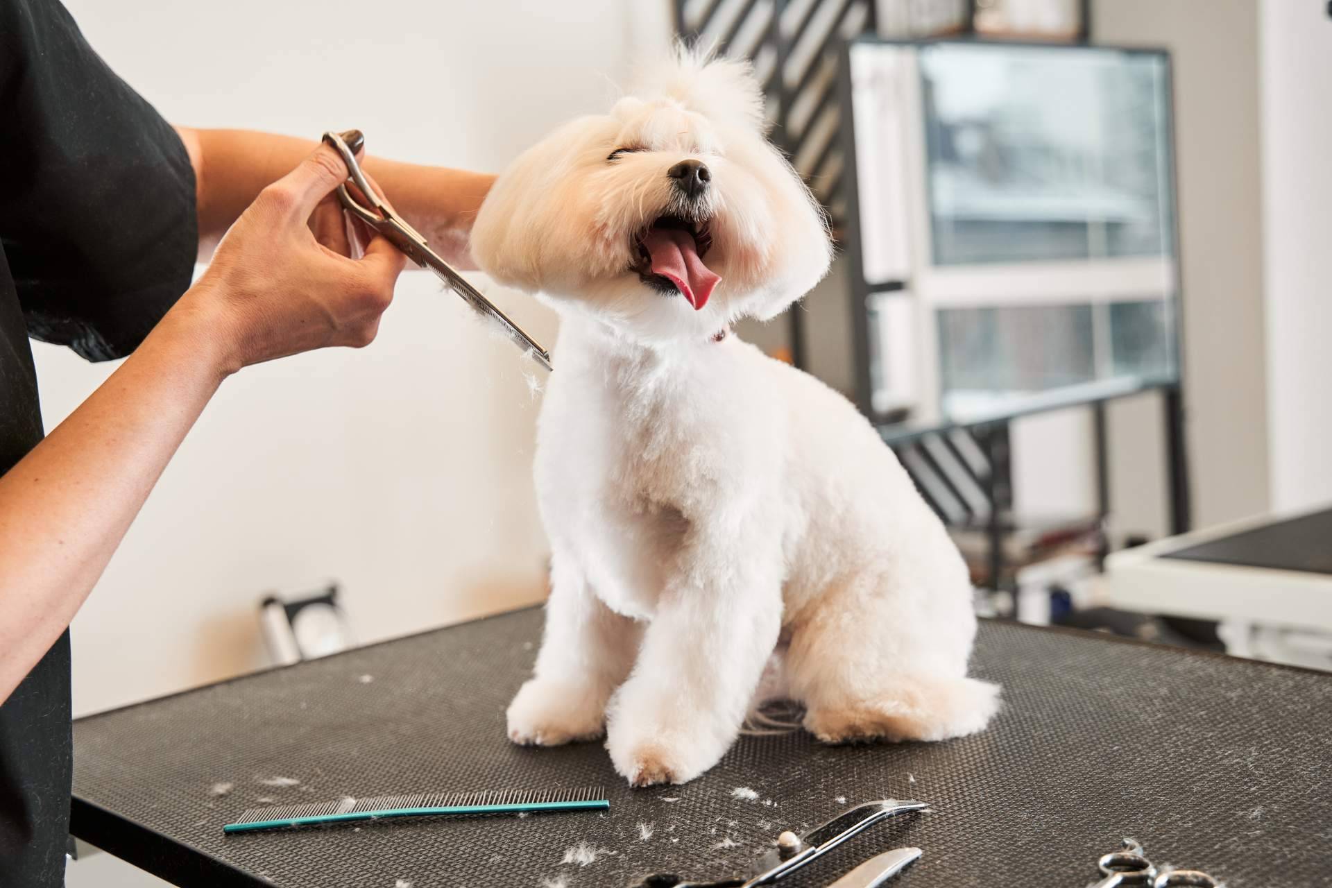La importancia de llevar a los perros de pelaje corto a la peluquería canina y no bañarlos en casa