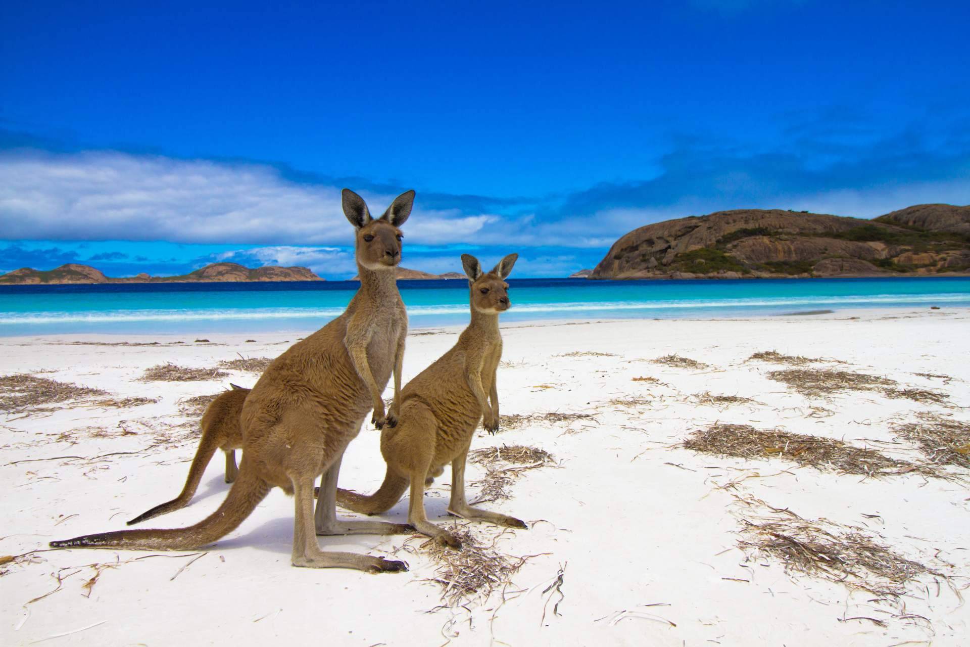 Australia Study dispone de asesoría para obtener la visa en Australia o encontrar el curso indicado para estudiar allí