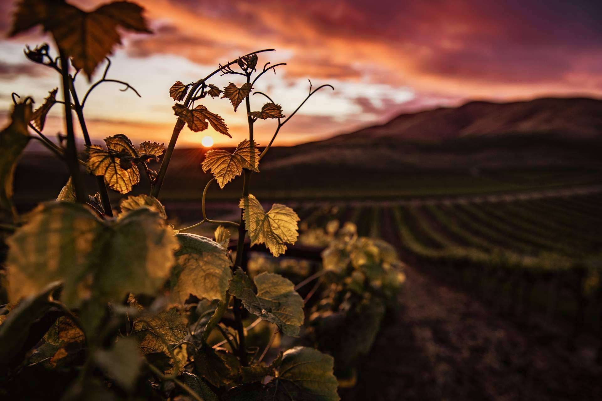 La calidad de los vinos aumenta gracias a la tecnología