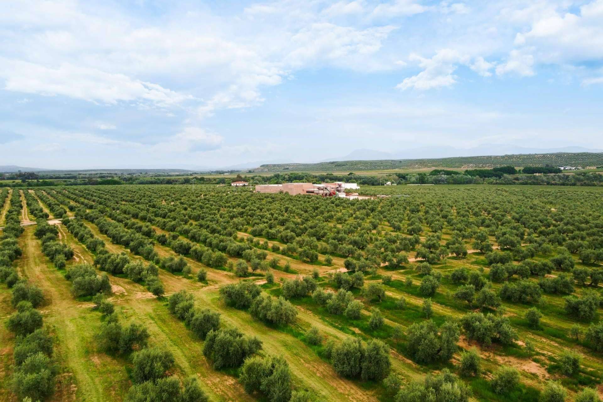 Tradición y calidad presentes en el aceite de oliva de Aires de Jaén