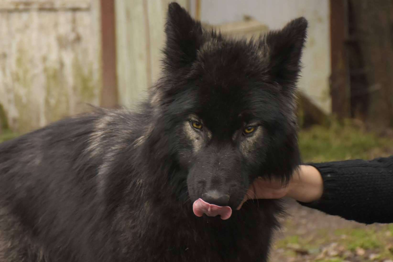 Wolfdog o Perro Lobo Americano, de los mitos y leyendas a las realidades