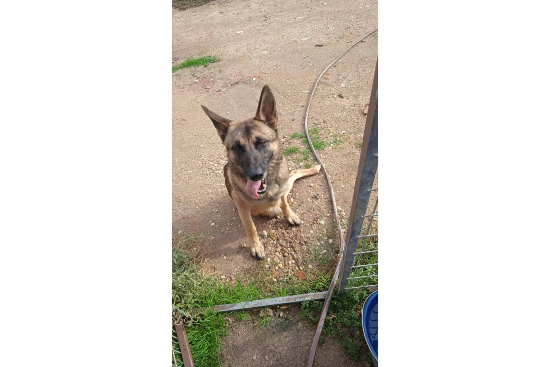 PERROBUENO habla de la importancia de la adopción y la implicación en la lucha contra el maltrato animal
