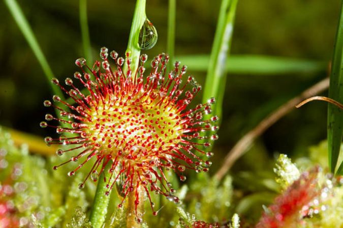 La drosera ayuda a expulsar los mocos
