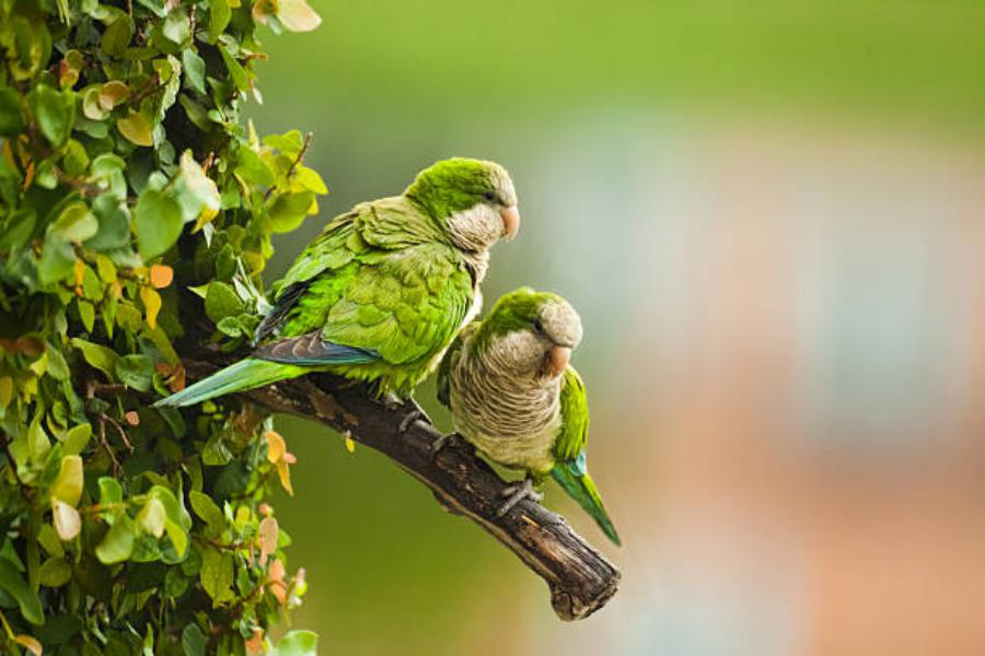 Aves como cotorras, agapornis, periquitos y otras especies