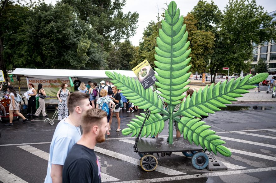 La marihuana, un pésimo negocio pese al creciente consumo