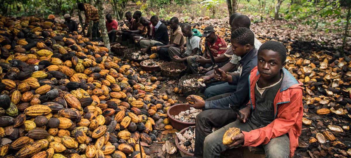 El trabajo infantil crece por primera vez en dos décadas por el covid y la alta demanda de algodón y cacao