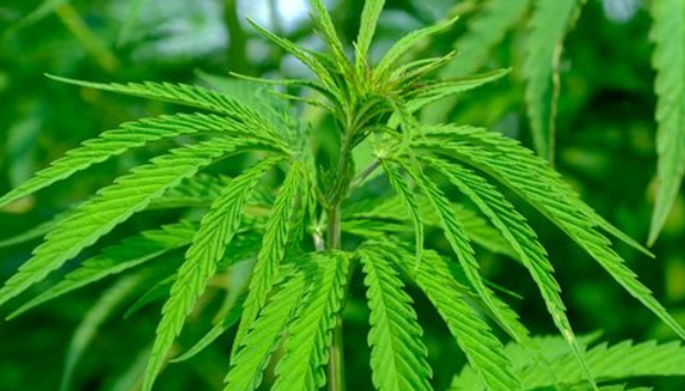 La ruinosa inversión en marihuana: caídas del 94% desde máximos 1 Merca2.es Cannabis o marihuana, del auge de la pandemia al declive