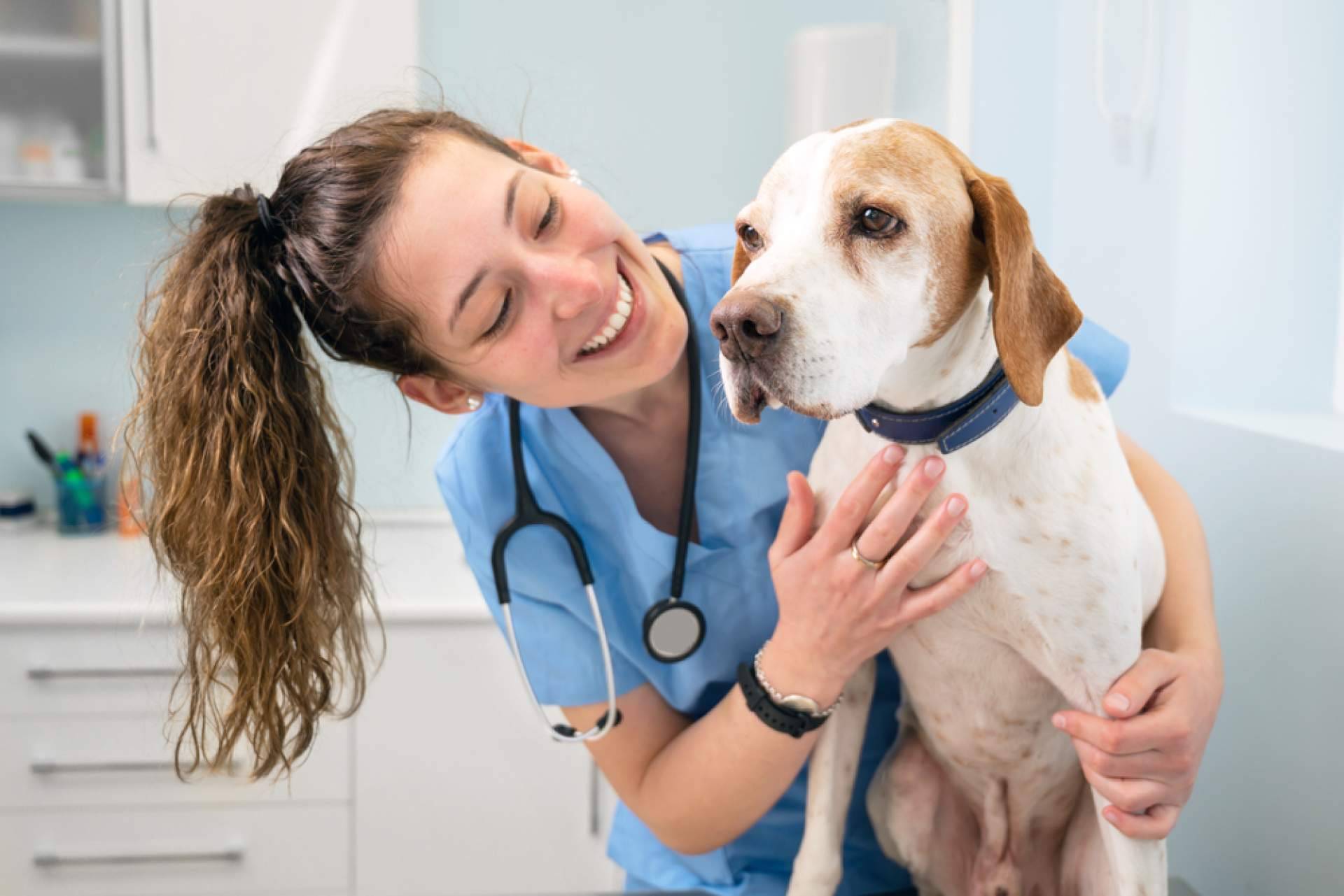 VetFormación permite obtener y convalidar el título de Auxiliar de Veterinaria
