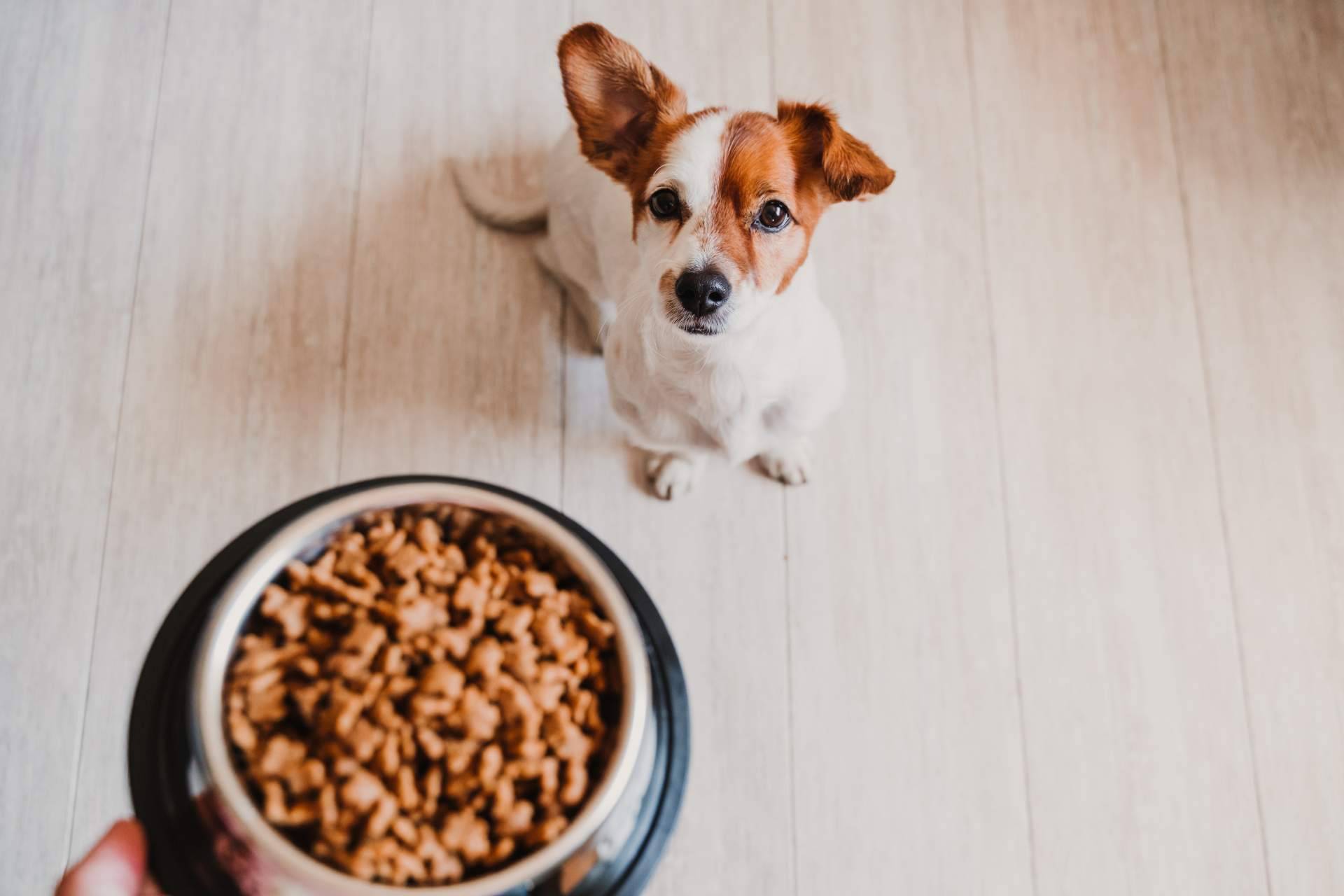 Snacks naturales que contribuyen al bienestar de las mascotas