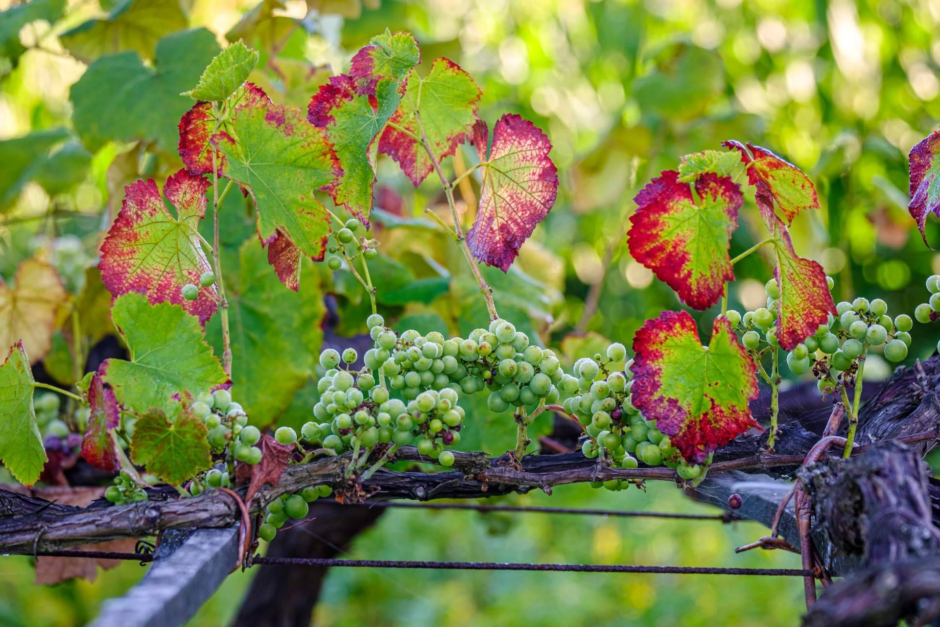 Vinos y bodegas de D.O Rías Baixas que no están disponibles en los supermercados