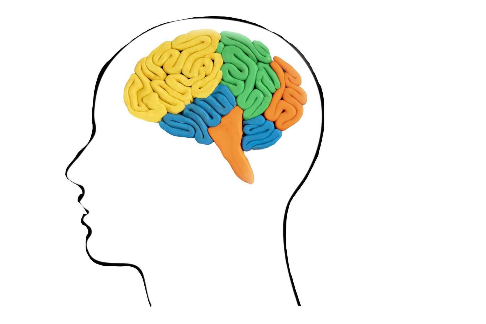 Favorecer la plasticidad cerebral de la mano de los productos de Store Naturopatía
