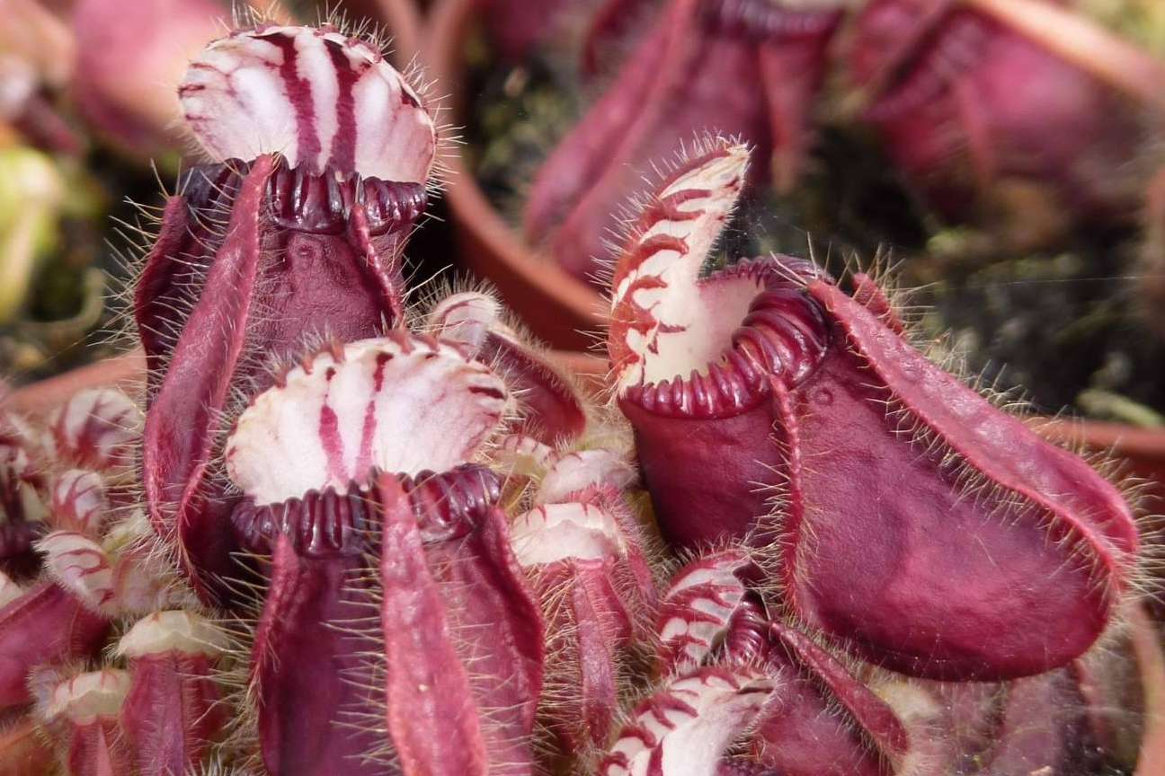 Hacer un regalo diferente con un pack de plantas carnívoras