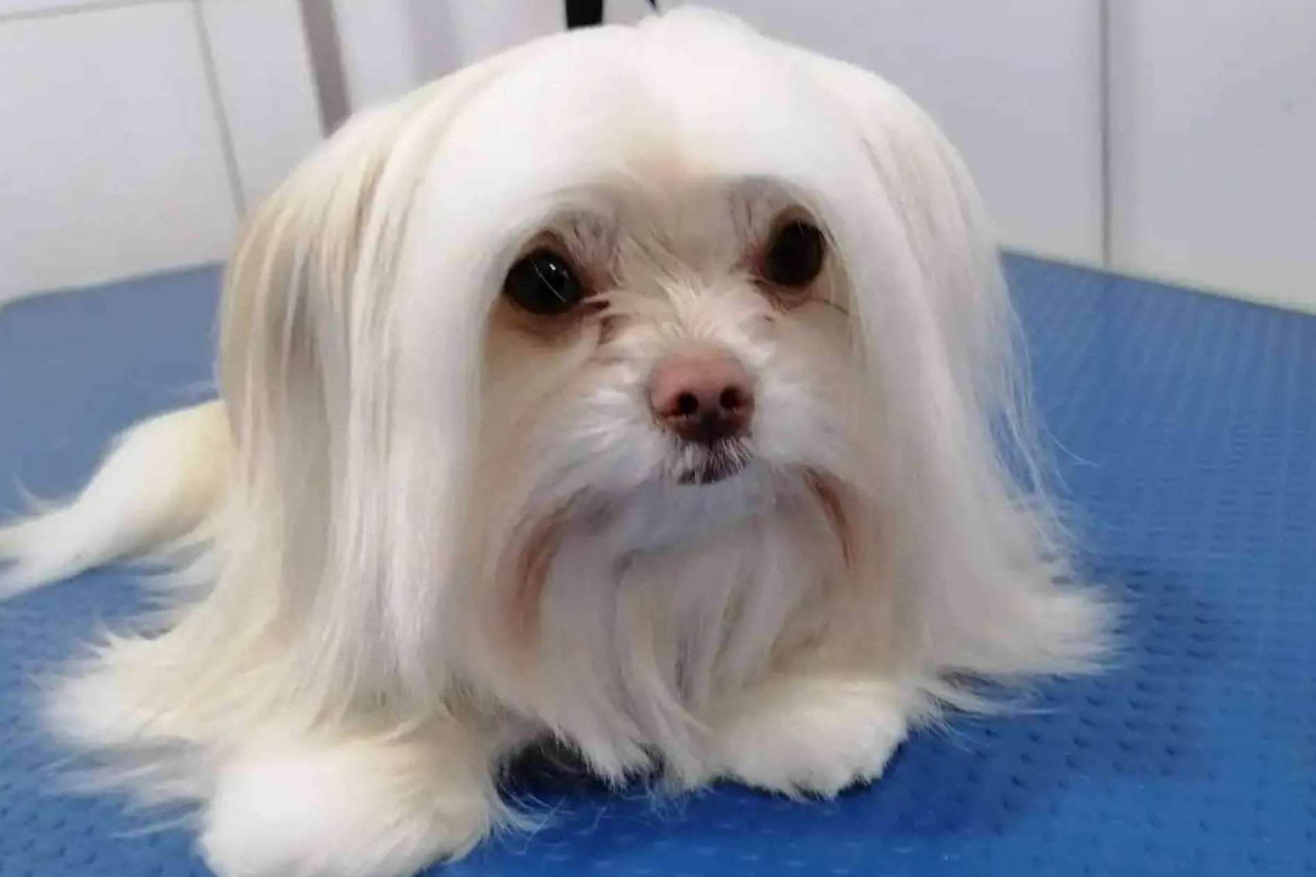La nueva peluquería canina en San Miguel, Santiago de Chile de Oh My Pet