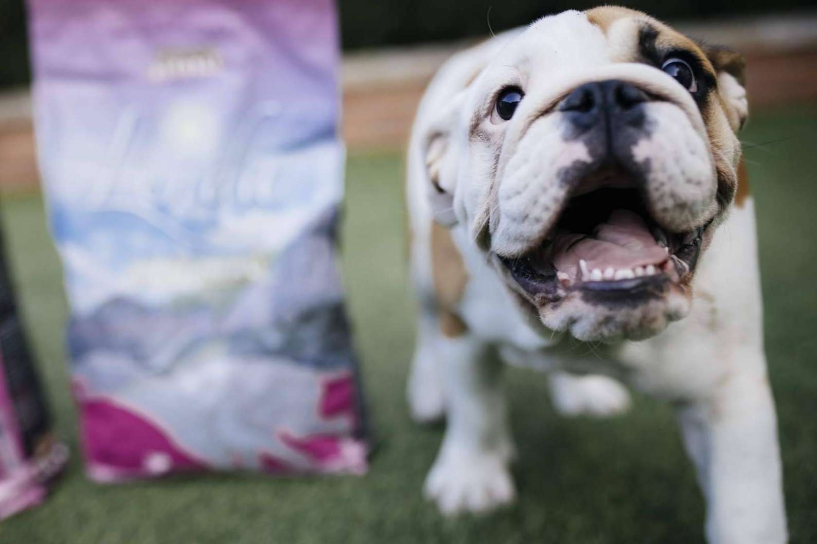 ¿Por qué es importante alimentar correctamente a los cachorros con Lenda?