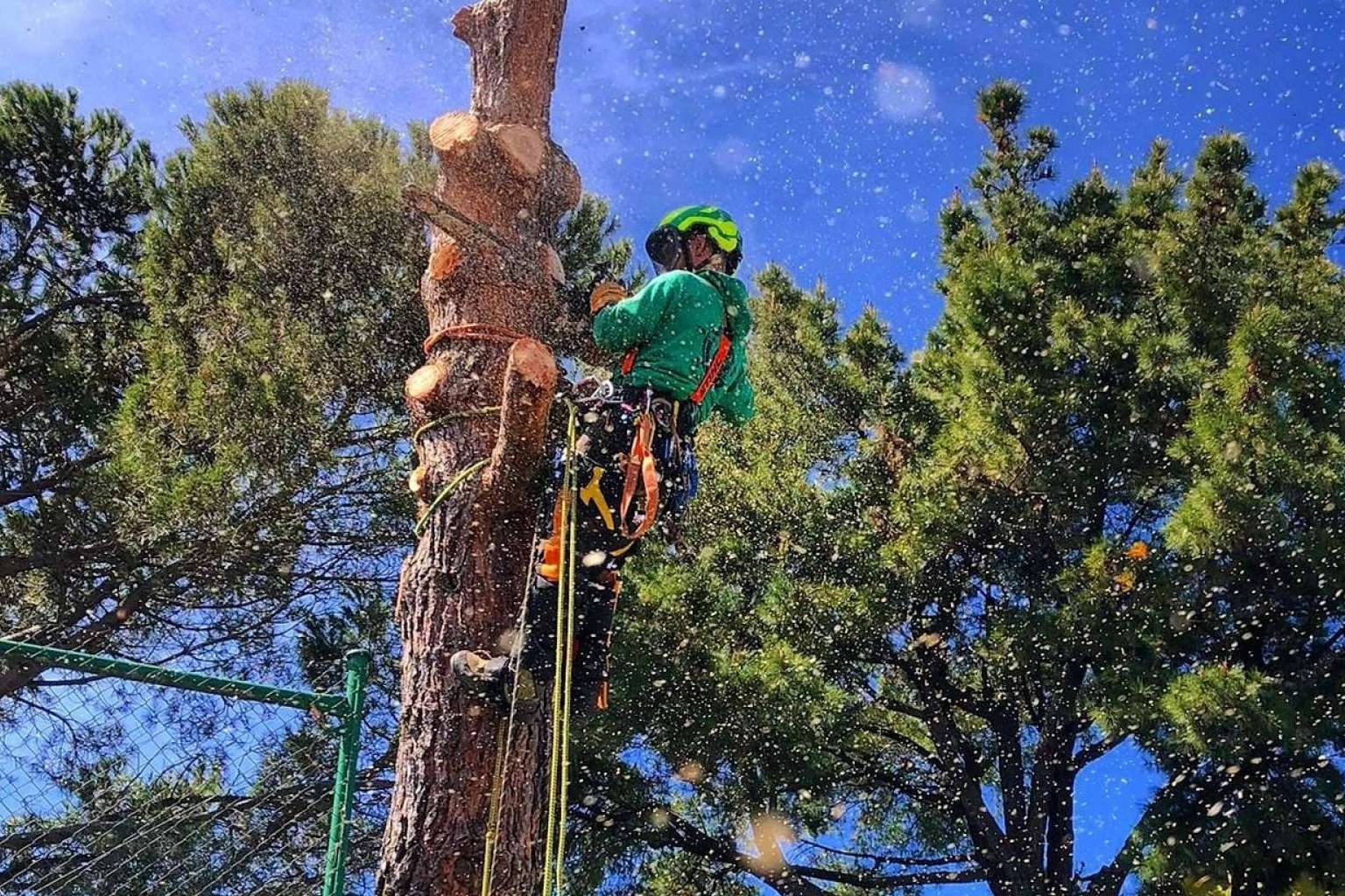 Servicio completo de poda y tala. Talas de Árboles ofrece todo el cuidado de un árbol, desde que nace hasta que muere
