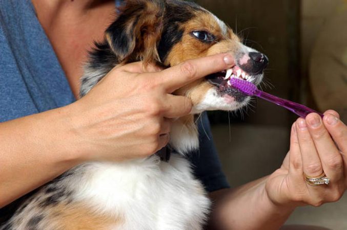 Seguir una rutina de higiene dental 