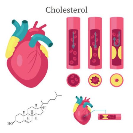 Qué es el colesterol
