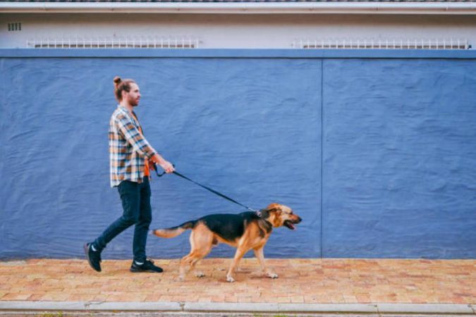 La importancia de la vinculación con tu perro