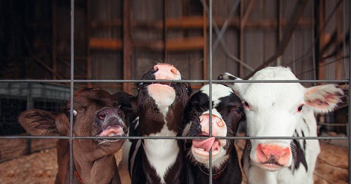Estas son las 10 cosas que la industria animal no quiere que sepas