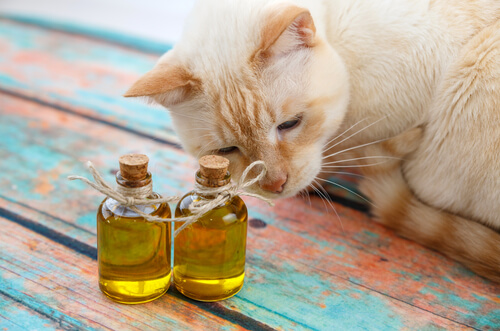 Ayuda a proteger a nuestro gatito, quizás uno de los más útiles usos alternativos del aceite de oliva