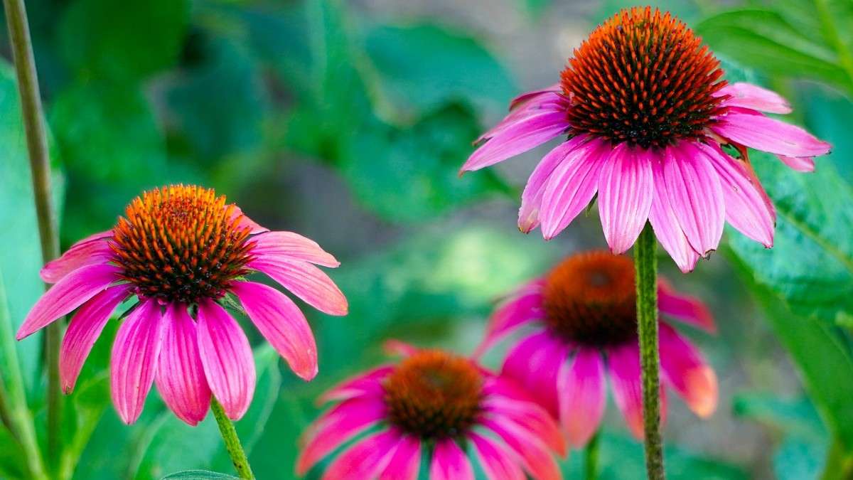  Echinacea es una planta medicinal