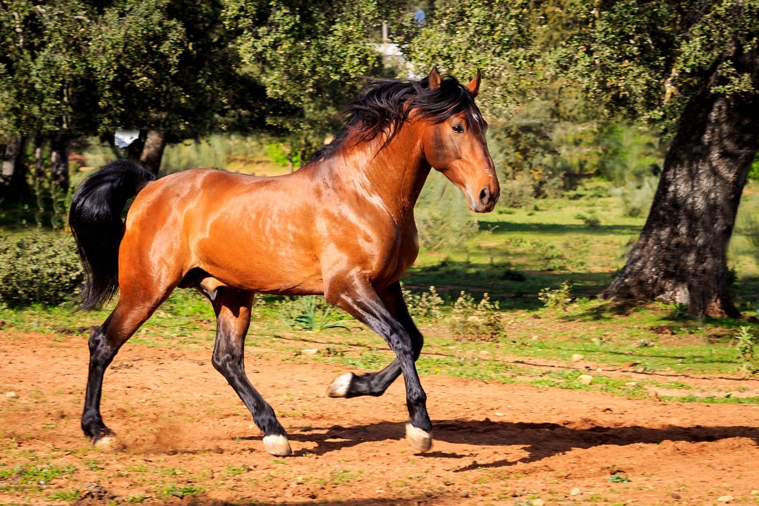 El turismo de Andalucía se reinventa con caballos y toros