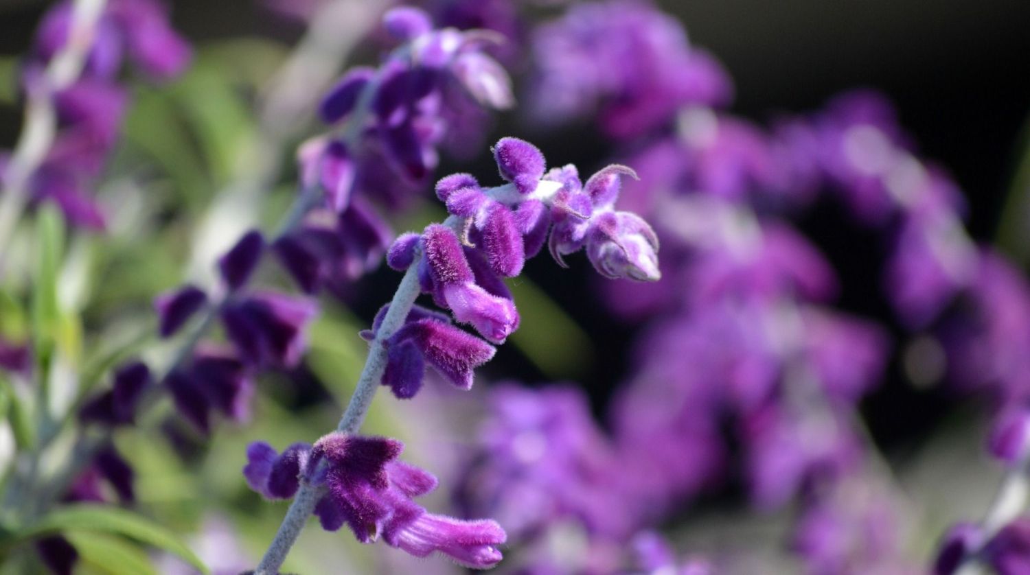 Salvia planta medicinal 