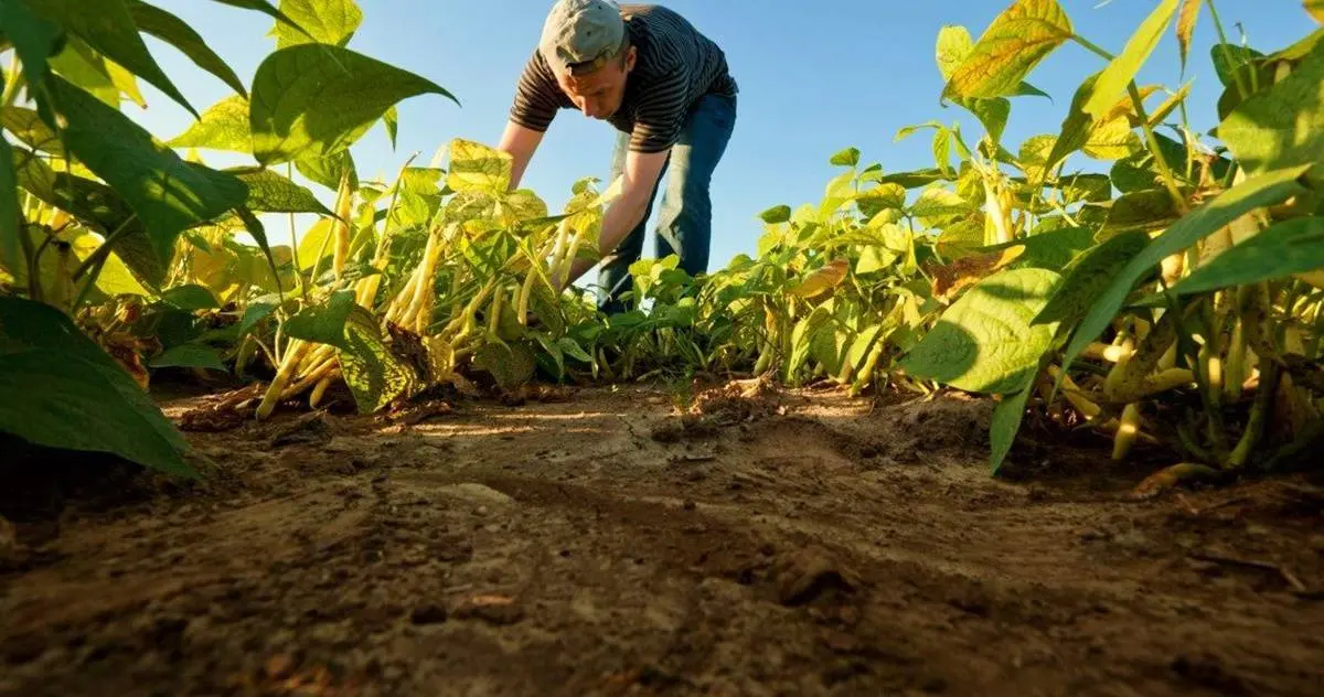 agricultura sostenible