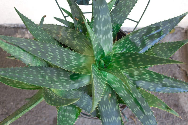 Aloe vera: Conoce sus 6 propiedades sanadoras