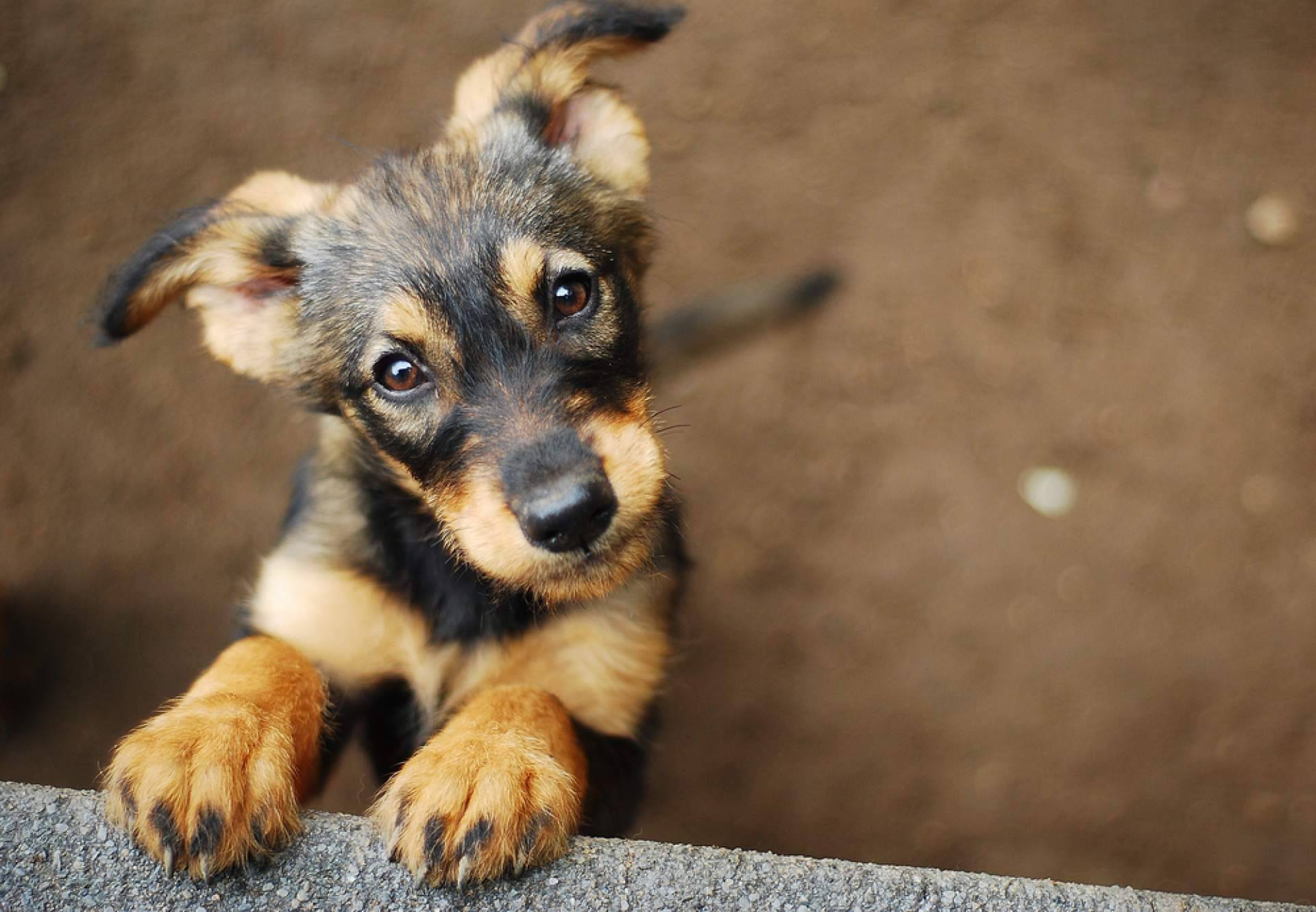 La necesidad de una buena alimentación para los perros y gatos que están en centros de acogida, con CaniAusa