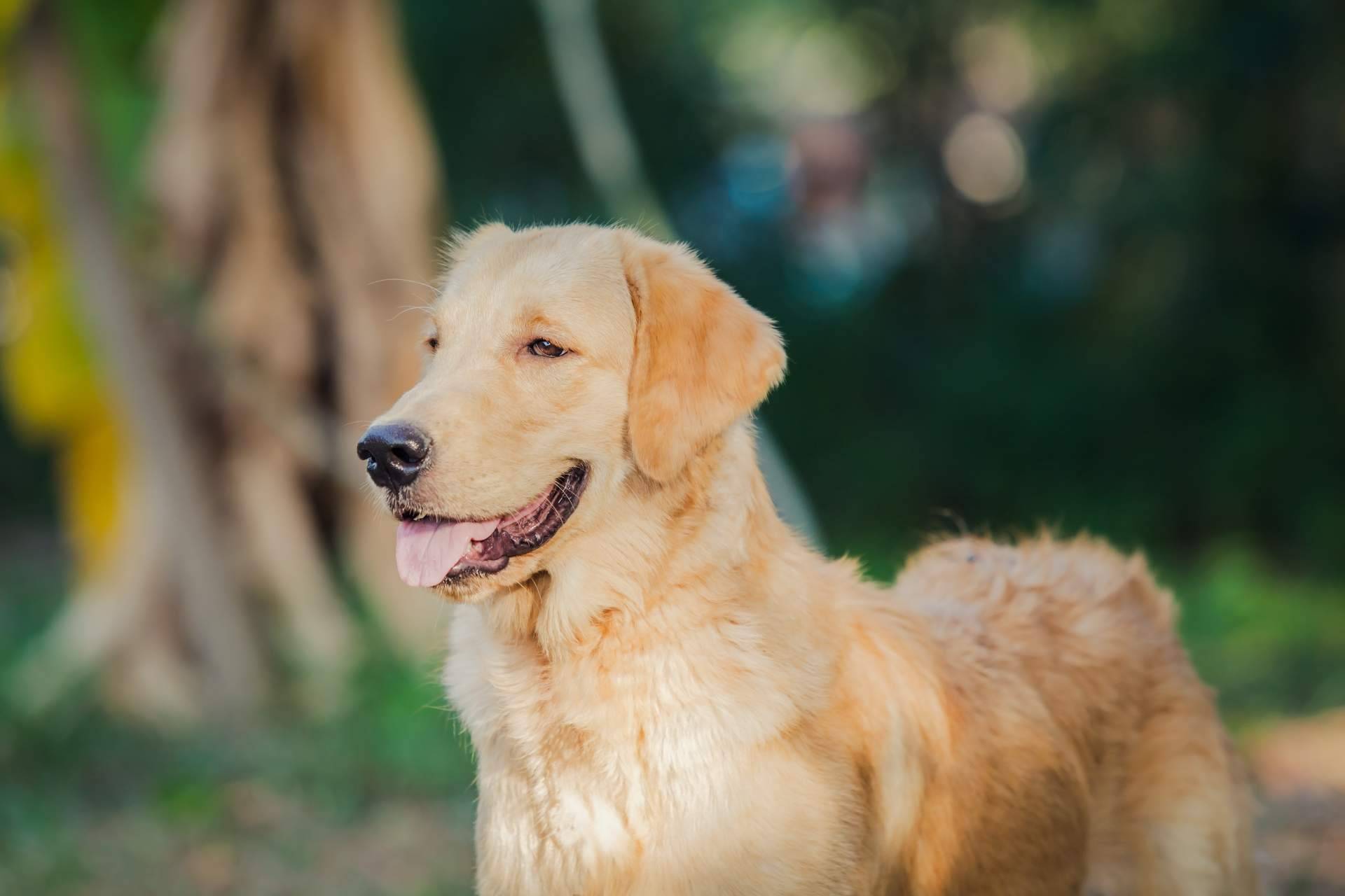 La Asociación Española de Perros de Apoyo tiene perros de asistencia para niños TEA