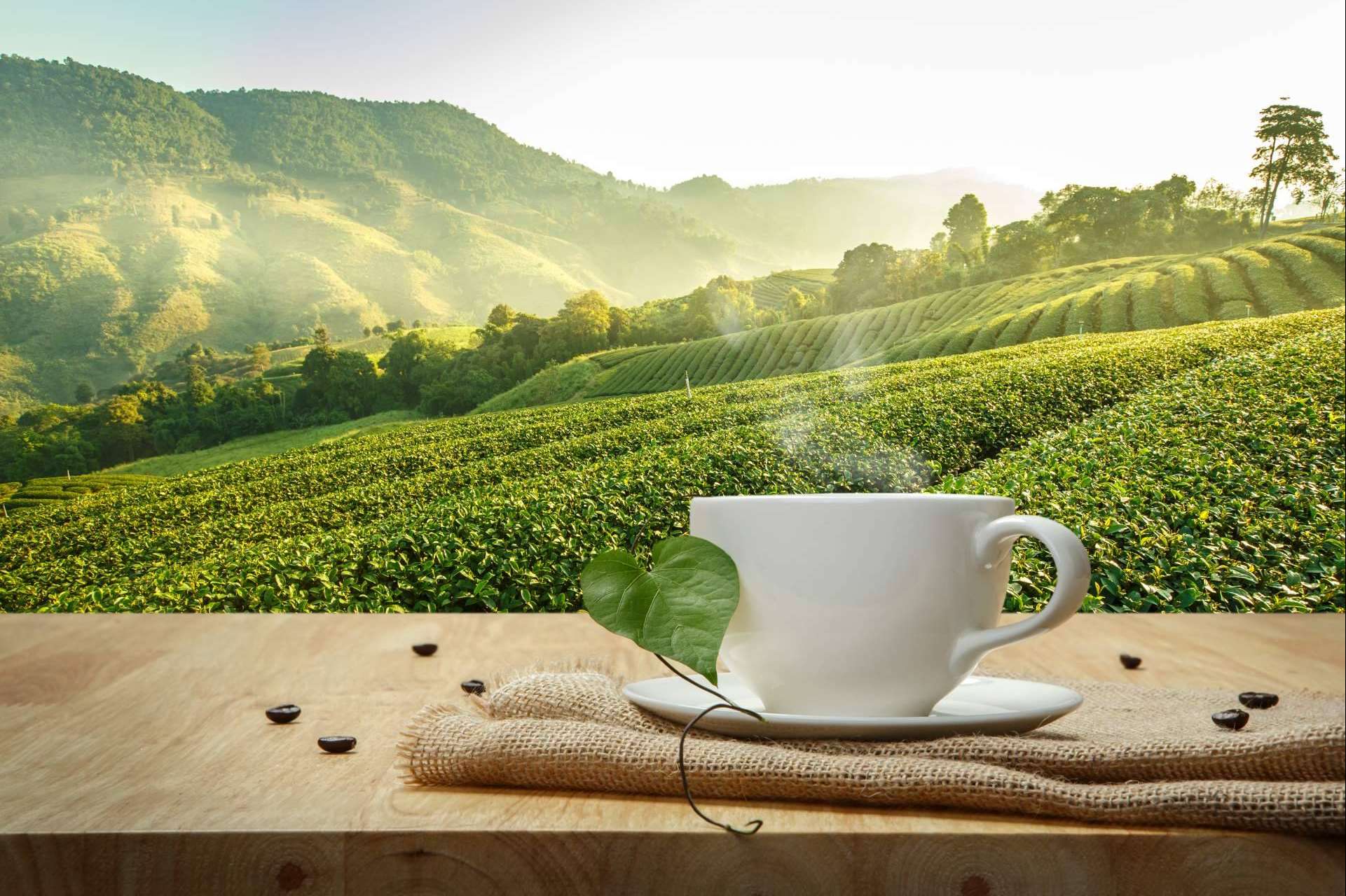 Café Ciano cuenta con amplias variedades de café de origen