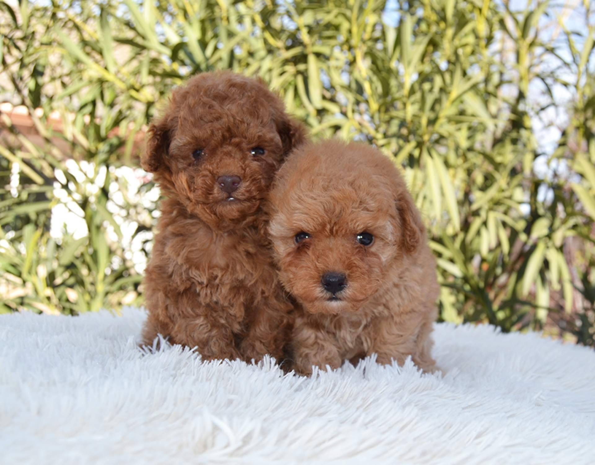 La cría exclusiva de Caniche Toy, Shih Tzu y Pomerania con 30 años de experiencia, Gallumar