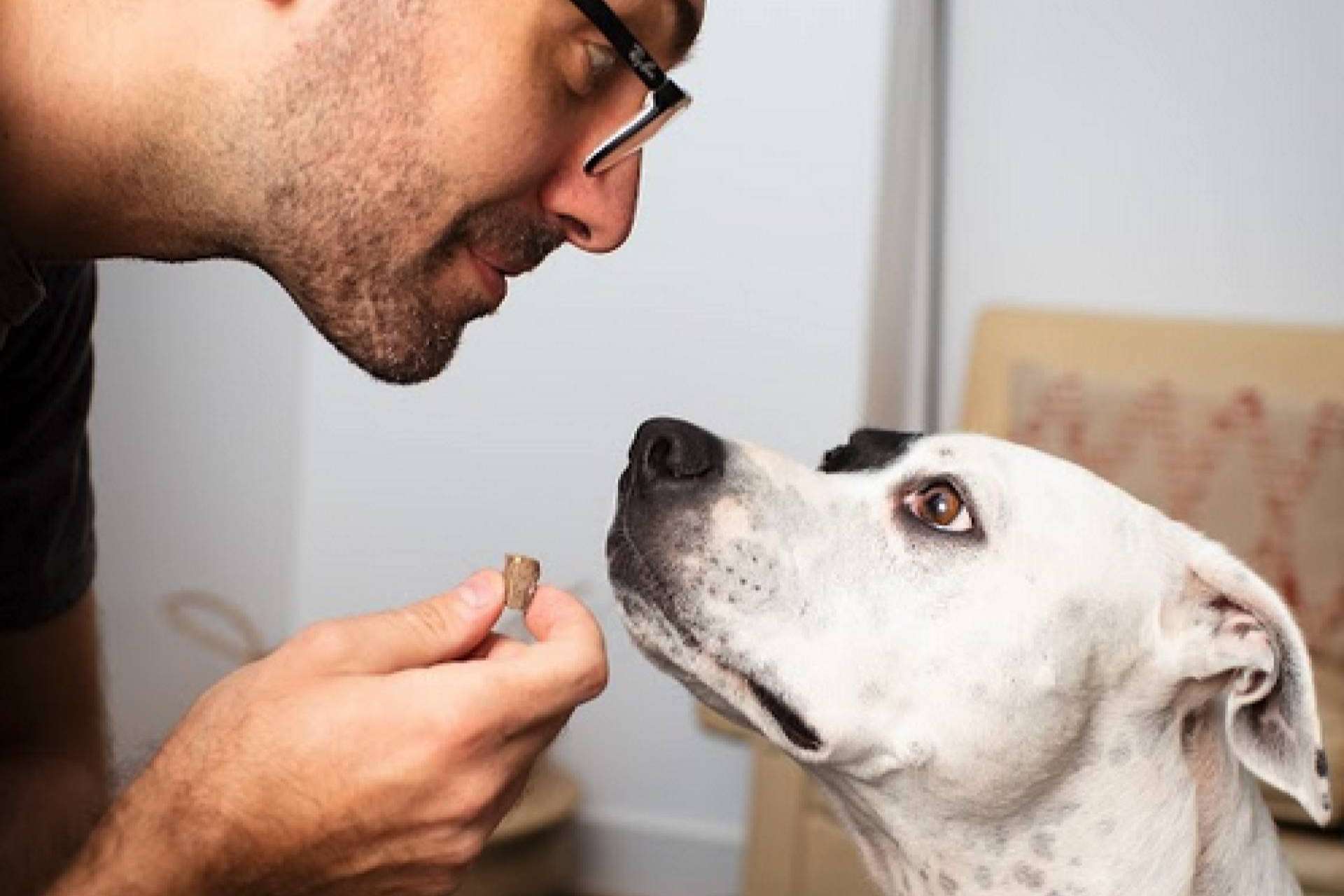 Ginqo ofrece a las mascotas un alimento hipoalergénico, sin gluten y ecológico
