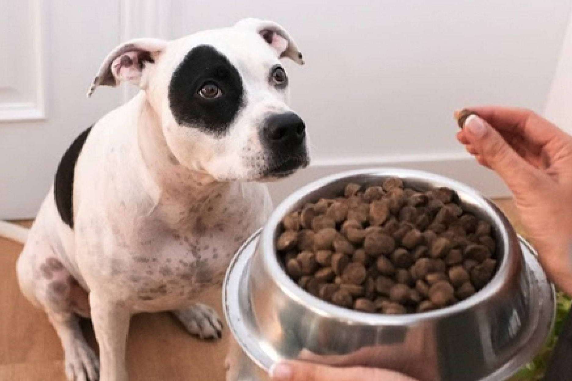 Ginqo dispone de un nuevo pienso hipoalergénico para evitar problemas de salud en perros y gatos