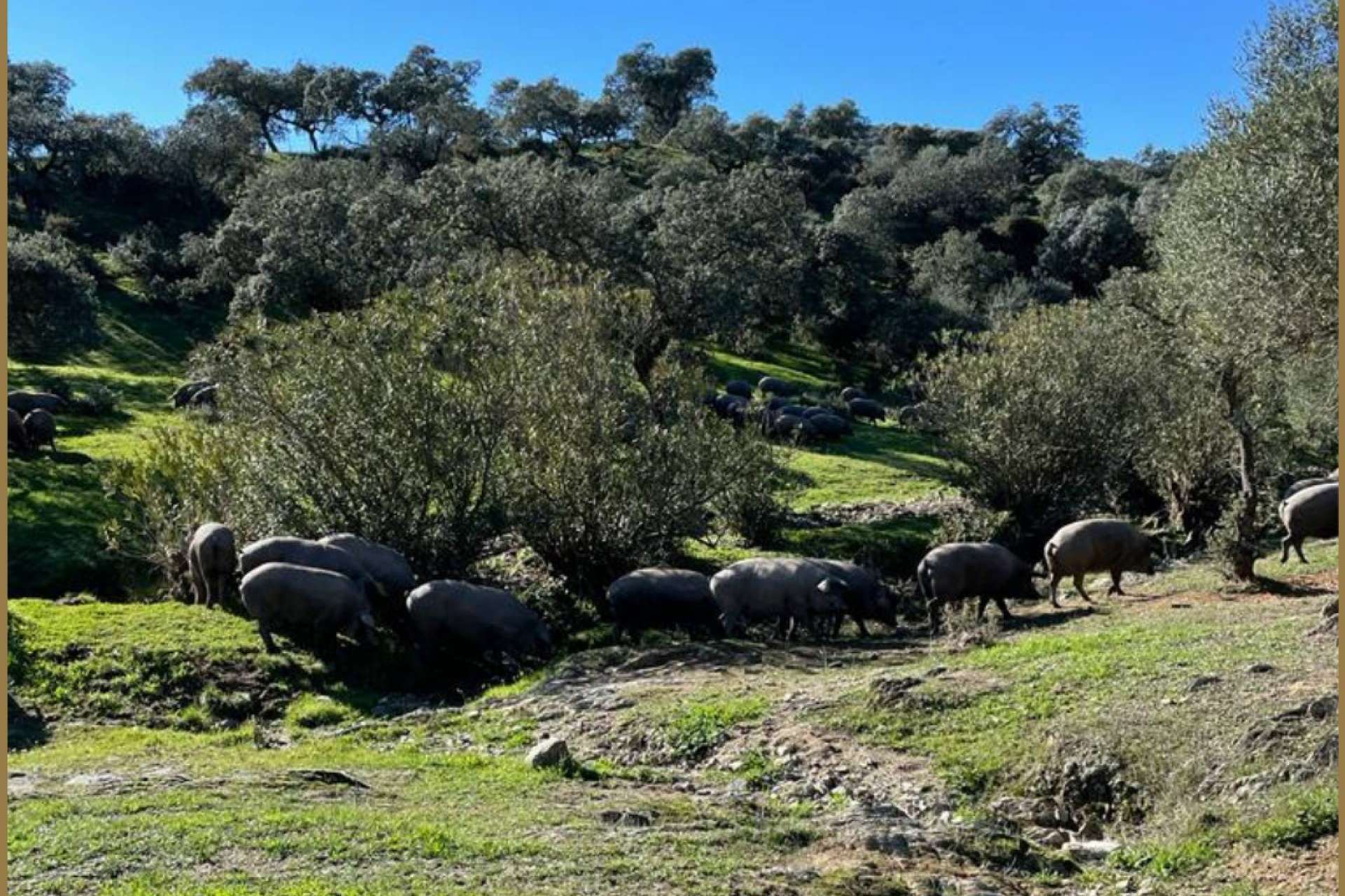 Ovipor ofrece productos ibéricos comprometidos con el bienestar animal