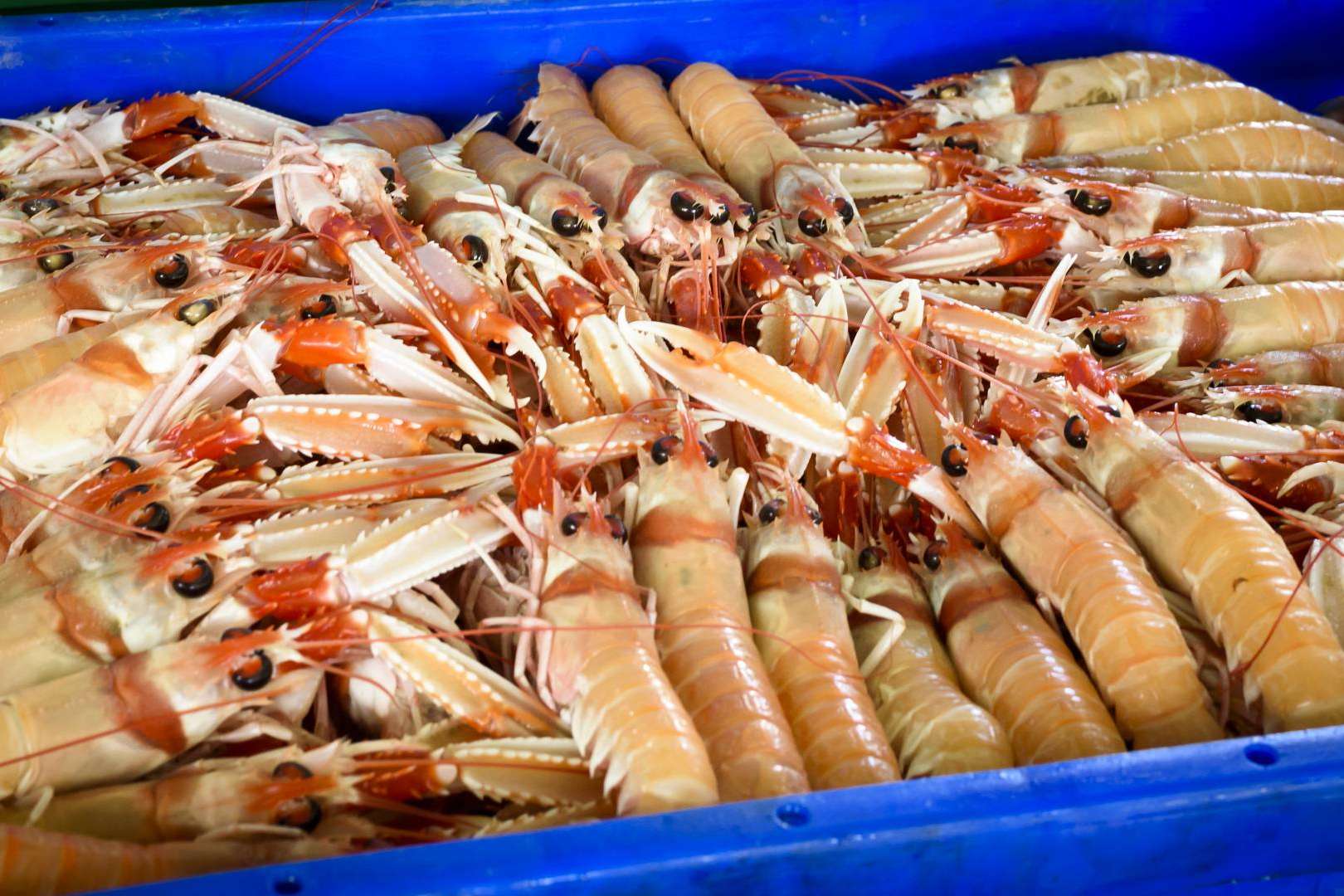 Marisco fresco muy delicioso, disponible en Lonja de Ayamonte