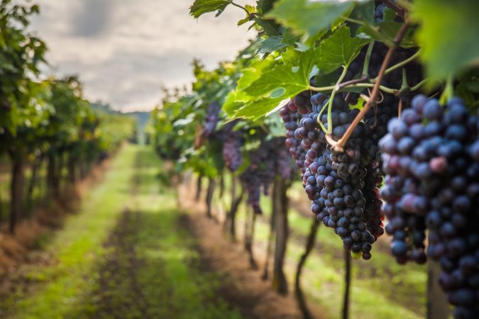 Codorníu por tercer año consecutivo garantiza los ingresos de los viticultores 3 Merca2.es productos