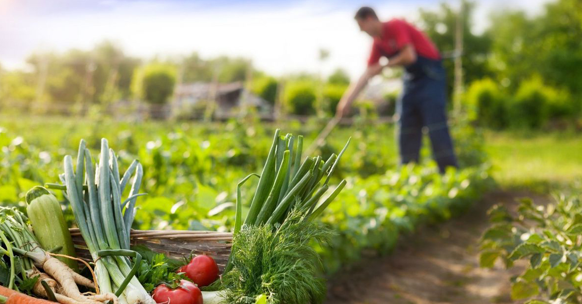 Agricultura sostenible: 7 soluciones prácticas para cultivar alimentos de manera responsable